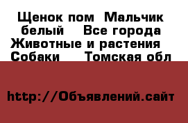 Щенок пом. Мальчик белый  - Все города Животные и растения » Собаки   . Томская обл.